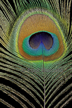 Pavo cristatus (paon bleu) - plume