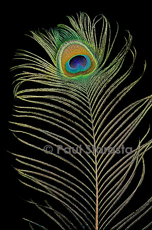 Pavo cristatus (paon bleu) - plume