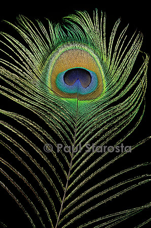 Pavo cristatus (paon bleu) - plume