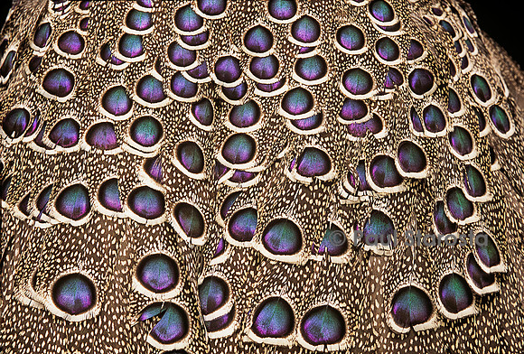 Polyplectron bicalcaratum bicalcaratum (éperonnier chinquis de Birmanie) - détail