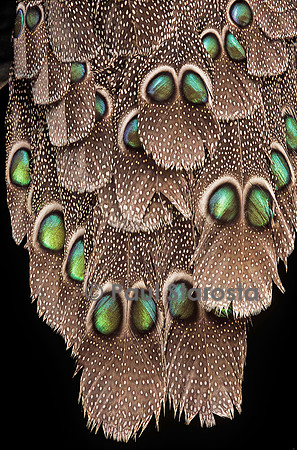 Polyplectron bicalcaratum bicalcaratum (éperonnier chinquis de Birmanie) - détail