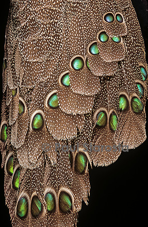 Polyplectron bicalcaratum bicalcaratum (éperonnier chinquis de Birmanie) - détail