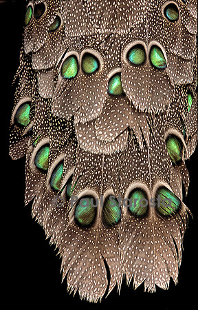 Polyplectron bicalcaratum bicalcaratum (éperonnier chinquis de Birmanie) - détail