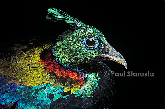 Lophophorus impejanus (lophophore resplendissant)