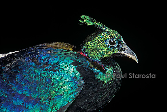 Lophophorus impejanus (lophophore resplendissant)