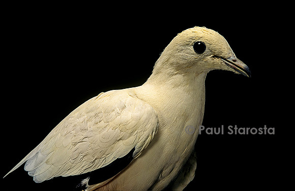 Ducula bicolor (carpophage blanc)