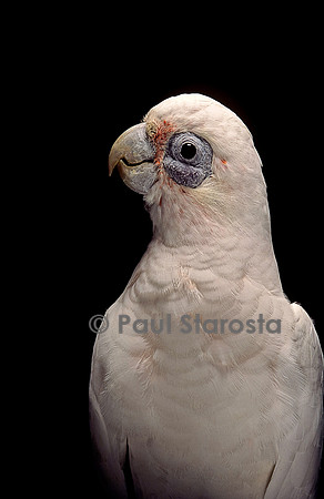 Cacatua sanguinea (cacatoès corella)