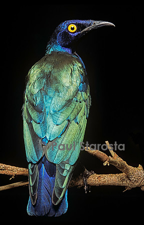 Lamprotornis purpureus (merle métallique pourpre, choucador pourpré)