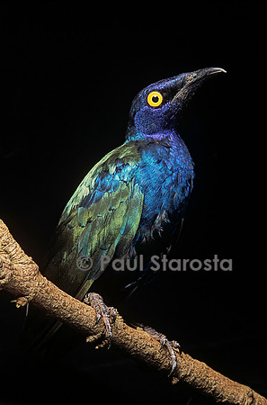 Lamprotornis purpureus (merle métallique pourpre, choucador pourpré)