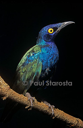 Lamprotornis purpureus (merle métallique pourpre, choucador pourpré)