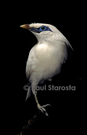 Leucopsar rothschildi (martin de Rothschild)