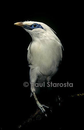 Leucopsar rothschildi (martin de Rothschild)