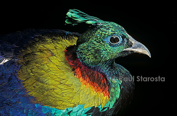 Lophophorus impejanus (lophophore resplendissant)