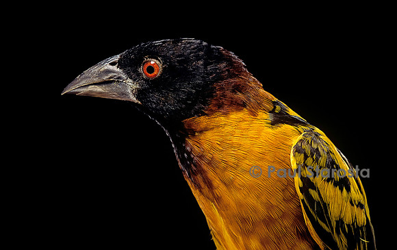 Ploceus cucullatus (tisserin gendarme)
