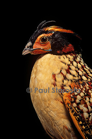 Tragopan caboti (tragopan de Cabot)