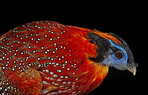 Tragopan temminckii (tragopan de Temminck)