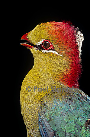 Tauraco fischeri (touraco de Fischer)