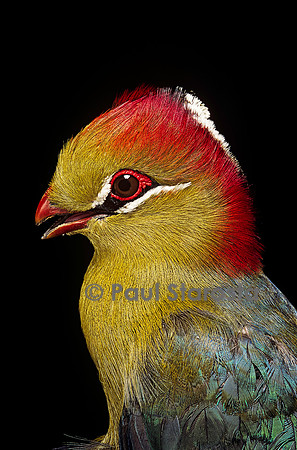 Tauraco fischeri (touraco de Fischer)