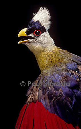 Tauraco leucolophus (touraco à huppe blanche)