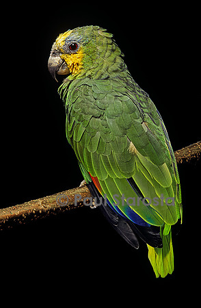 Amazona ochrocephala (amazone à front jaune)