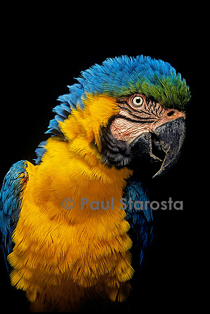 Ara ararauna (ara bleu)