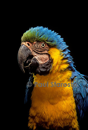 Ara ararauna (ara bleu)