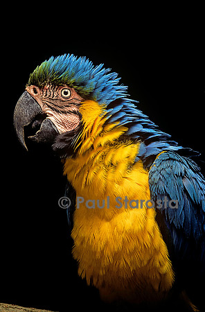 Ara ararauna (ara bleu)