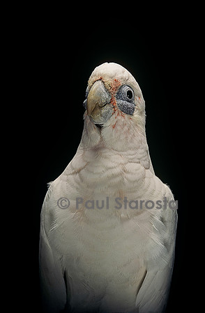 Cacatua sanguinea (cacatoès corella)