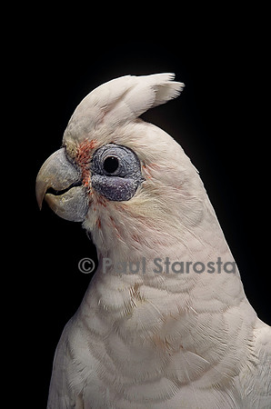 Cacatua sanguinea (cacatoès corella)