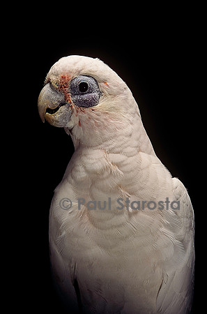 Cacatua sanguinea (cacatoès corella)