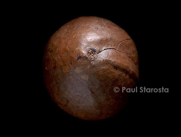 Macadamia integrifolia (macadamier, noyer du Queensland) - fruit ou noix de Macadamia