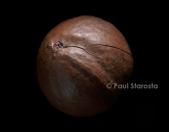 Macadamia integrifolia (macadamier, noyer du Queensland) - fruit ou noix de Macadamia