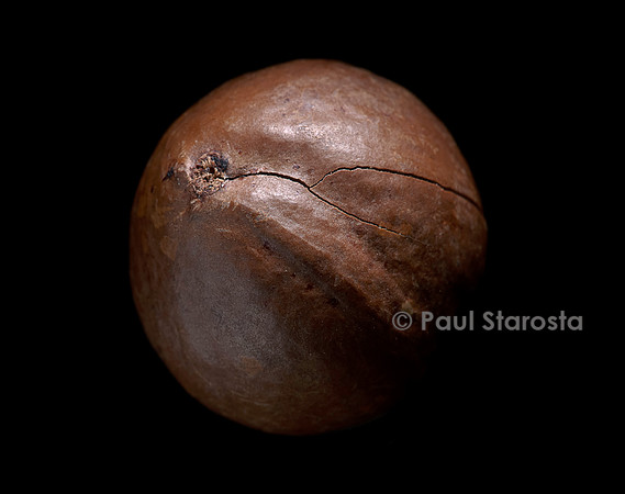 Macadamia integrifolia (macadamier, noyer du Queensland) - fruit ou noix de Macadamia
