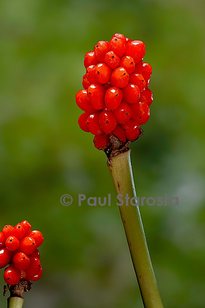 Arum italicum (arum d'Italie, gouet d'Italie) - fruits
