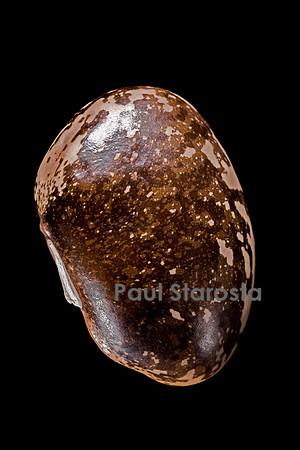 Phaseolus coccineus (haricot d'Espagne) bocolore
