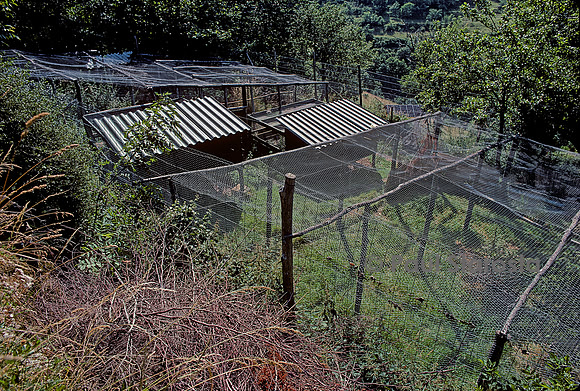 Élevage du grand tétras - volières