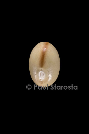 Phaseolus vulgaris (haricot) Solfi
