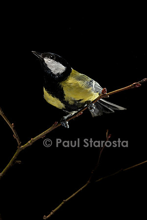 Parus major (mésange charbonnière)