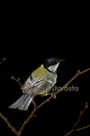 Parus major (mésange charbonnière)