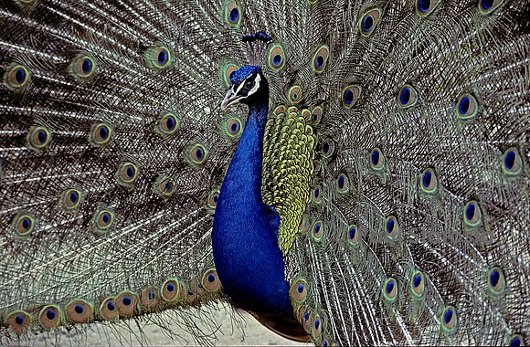 Pavo cristatus (paon bleu) - faisant la roue