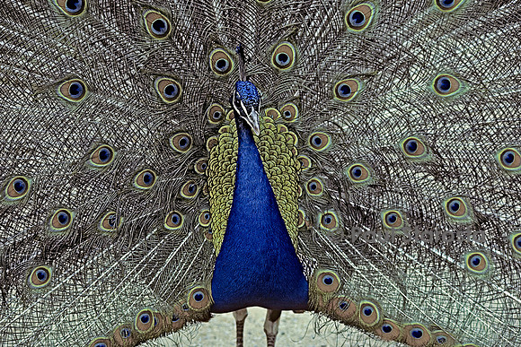 Pavo cristatus (paon bleu) - faisant la roue