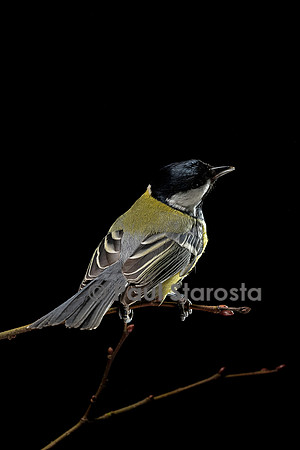 Parus major (mésange charbonnière)