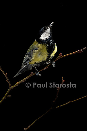 Parus major (mésange charbonnière)