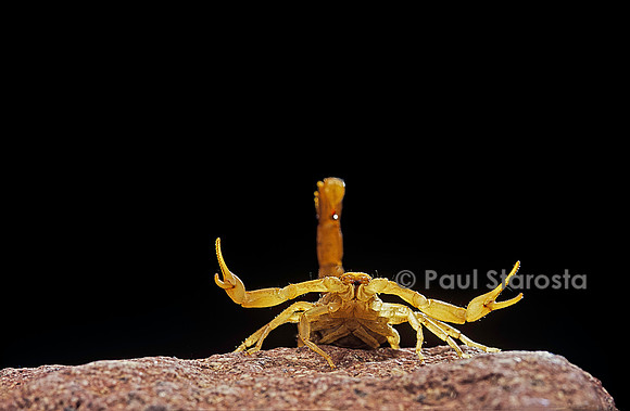 Buthus occitanus (scorpion languedocien)