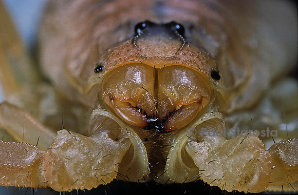 Buthus occitanus (scorpion languedocien) - chélicères