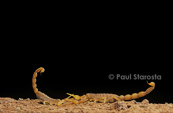 Buthus occitanus (scorpion languedocien) - couple