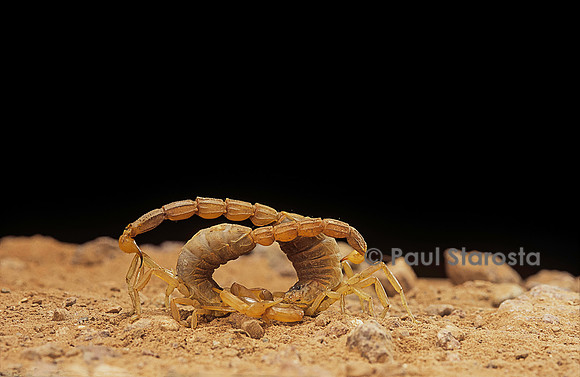 Buthus occitanus (scorpion languedocien) - couple