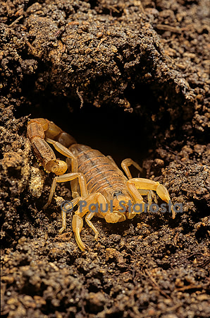 Buthus occitanus (scorpion languedocien) - dans son terrier
