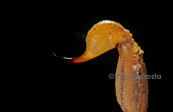 Buthus occitanus (scorpion languedocien) - dard.