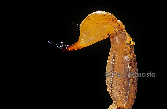 Buthus occitanus (scorpion languedocien) - dard.